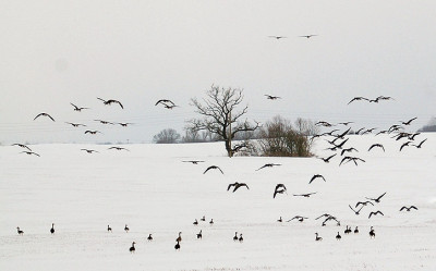 gans52207.jpg