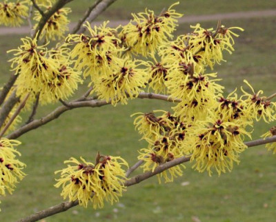 hamamelis_2827.jpg