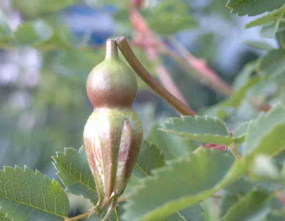 RosBluetenst.jpg