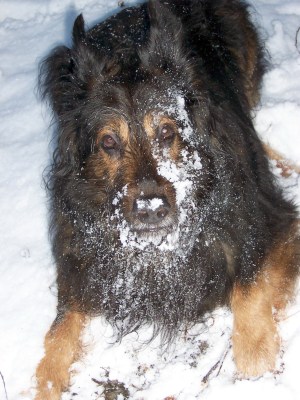 Schneeschnauze_Max.jpg
