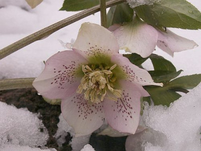 Schneerose-03-06.jpg