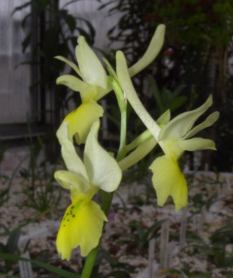 Orchis_pauciflora_06.jpg