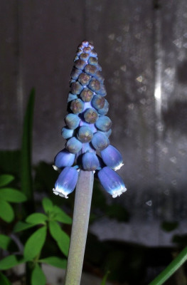 Muscari_leucostomum_06.jpg