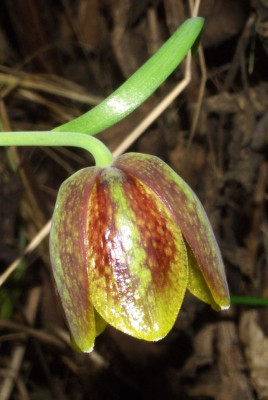 Fritillaria_davisii.jpg