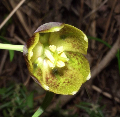 Fritillaria_davisii_unten.jpg