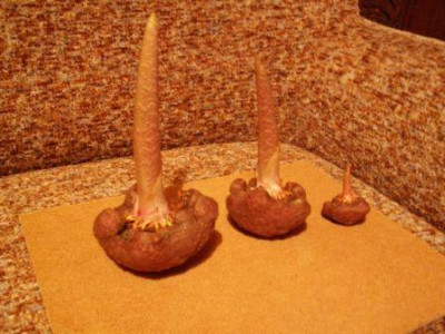 PICT2376.jpg