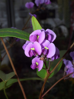Hardenbergia_violacea_06.jpg