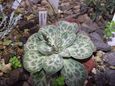 Dictyolimon_macrorrhabdos_06.jpg