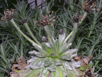 Plantago_nivalis.jpg