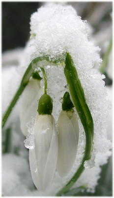 Galanthus_Magnet_im_Schnee_.jpg