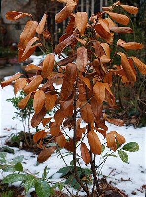 Prunus_Bi.jpg
