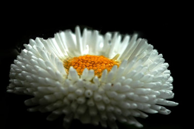 Bellis_2_09-04-05.jpg