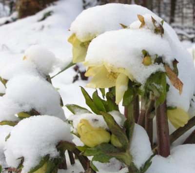 Helleborus_gelb_Hans_Kramer.jpg
