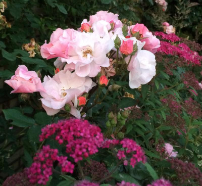 28062015 garten 4.png