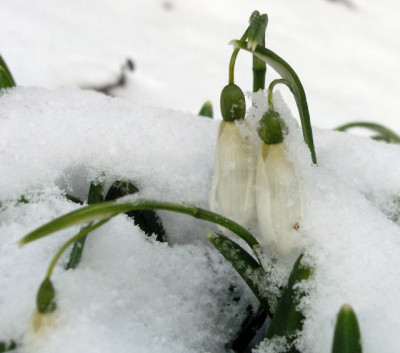 Galanthus_Magnet_120306.jpg