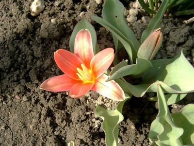 Heute_-first_tulip12.03.06.JPG