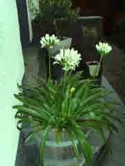 Agapanthus1107.jpg