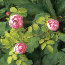 RoseAvatar.jpg