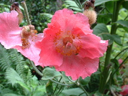 Meconopsis_napaulensis.JPG