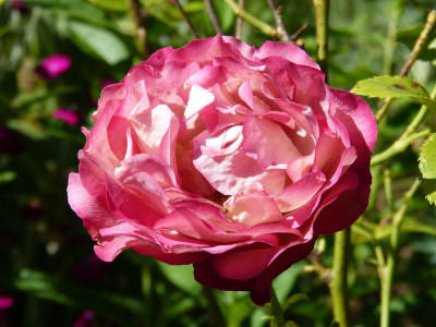 2015-06-30 Rosen 'Acropolis'.jpg