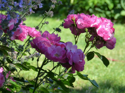 2015-06-30 Rosen 'Angela' 1.jpg