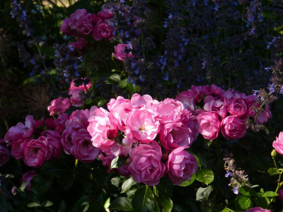 2015-06-30 Rosen 'Angela' 2.jpg