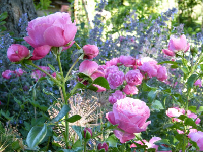 2015-06-30 Rosen 'LdV' - 'Angela'.jpg