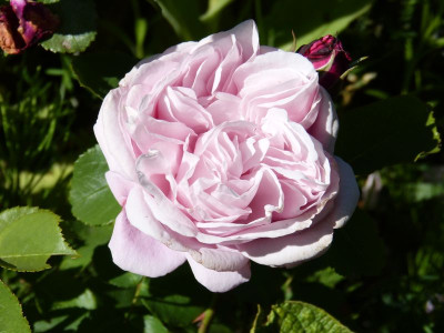2015-06-30 Rosen 'Dieter Müller'.jpg