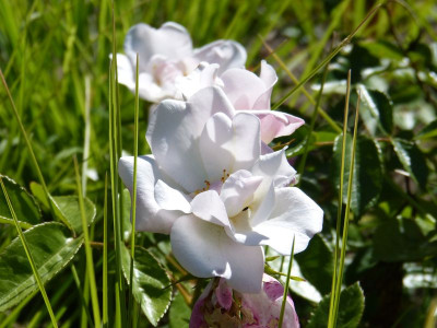 2015-06-30 Rosen 'Elfe'.jpg