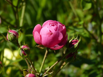 2015-06-30 Rosen 'Pomponella'.jpg