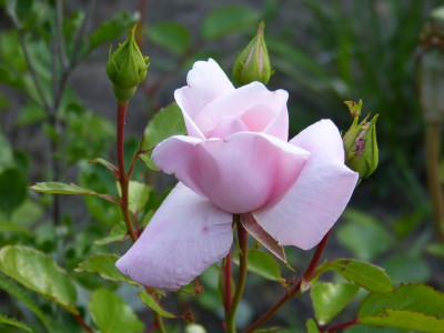 2015-06-29 Rosen unbekannt.jpg