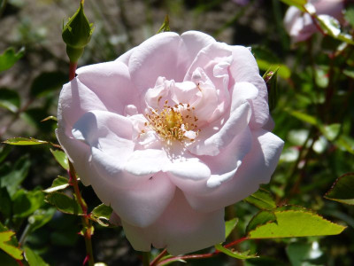 2015-06-30 Rosen unbekannt.jpg