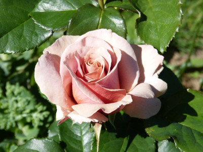 2015-06-30 Rosen 'Mokarosa'.jpg