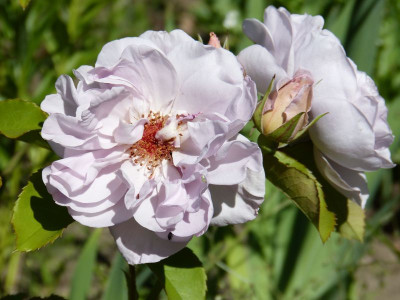 2015-06-30 Rosen 'Laika'.jpg