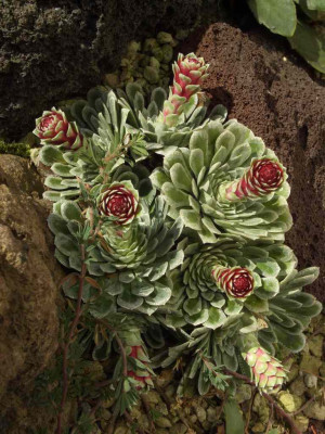 Saxifraga_grisebachii_06.jpg