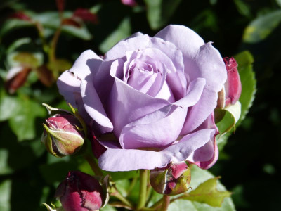 2015-06-30 Rosen 'Novalis'.jpg