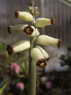 Muscari_muscarimi_06.jpg