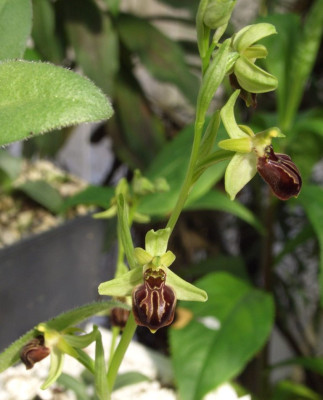 Ophrys_sphegodes_06.jpg