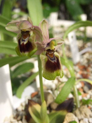 Ophrys_tenthredinifera_06.jpg