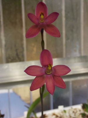 Thelymitra_Kay_Nesbitt_1.jpg