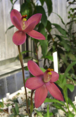 Thelymitra_Kay_Nesbitt_2.jpg