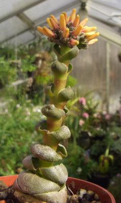 Crassula_columnaris.jpg