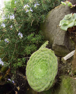 Rosmarinus_eriocalyx_und_Aeonium_tabuliforme.jpg