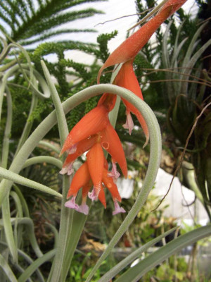 Tillandsia_subsecundifolia.jpg