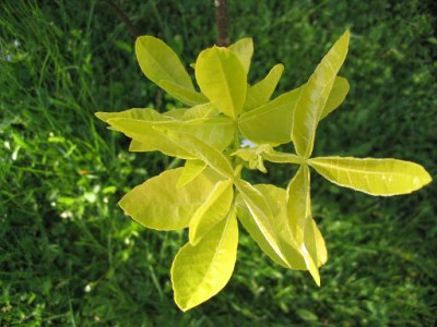 Ptelea_trifoliata.JPG