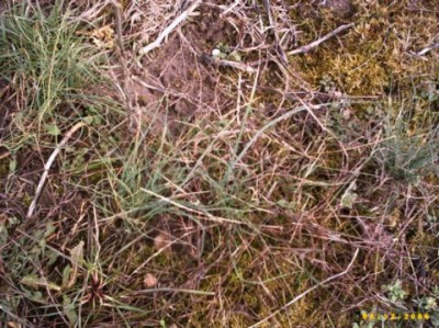 Wildknoblauch.jpg