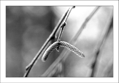 Hasel_1_12-03-06.jpg