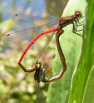 Pyrrhosoma_nymphula_-_Fruehe_Adonisjungfer_23.jpg