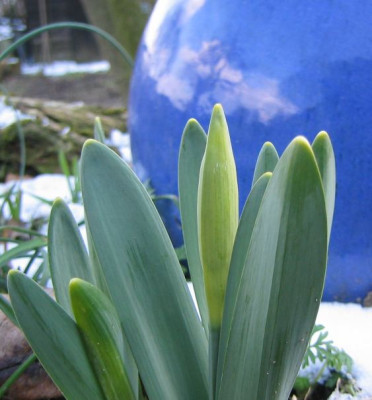 Narzissus20060312.jpg