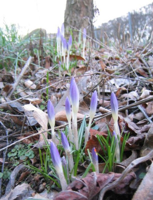 Crocus20060312.pg.jpg